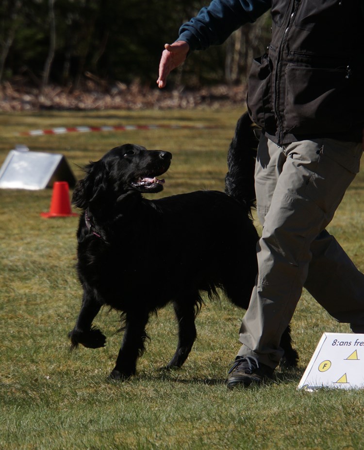 Flatcoated retriver i rallylydnad