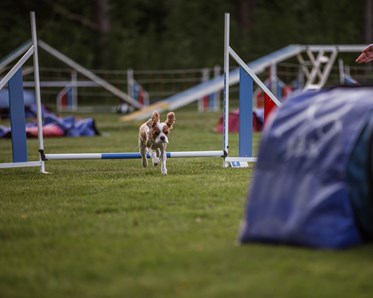KM vinnare 2024 i Agility Blåbär Small: Moa Lundqvist & Musse