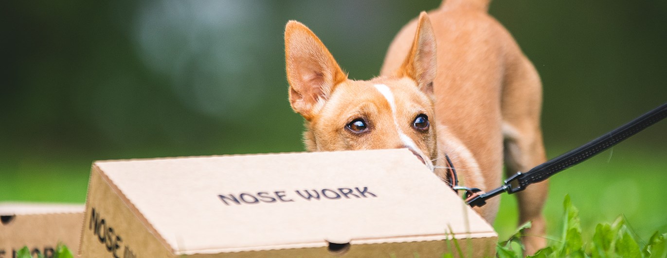 Kartongsök i nosework.