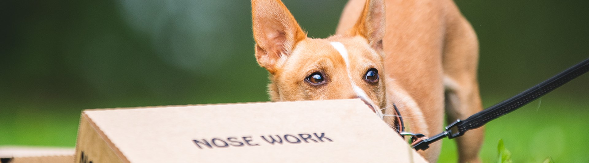 Kartongsök i nosework.