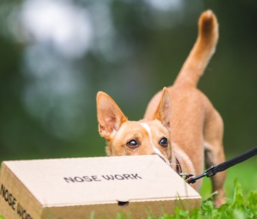 Kartongsök i nosework.