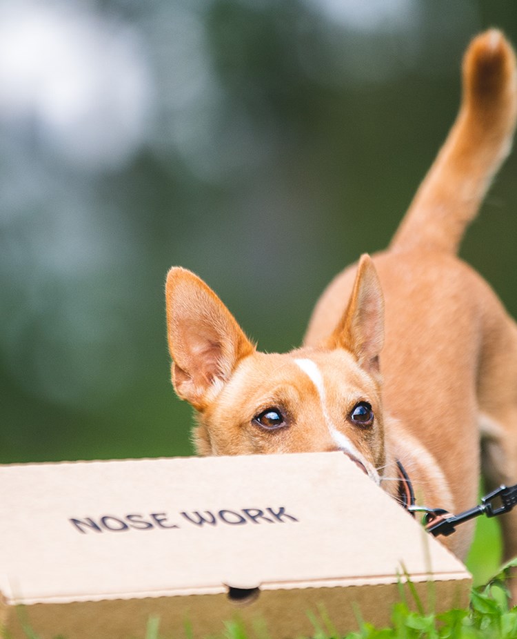 Kartongsök i nosework.