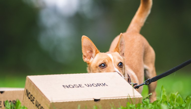 Kartongsök i nosework.