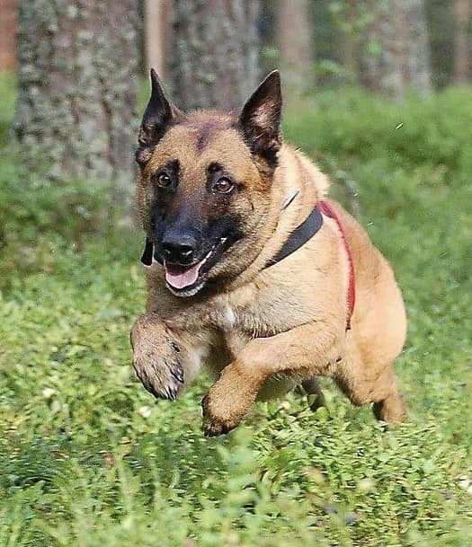Malinois
