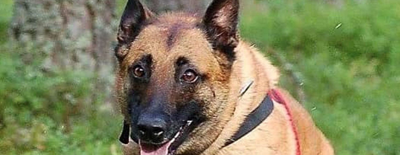Malinois