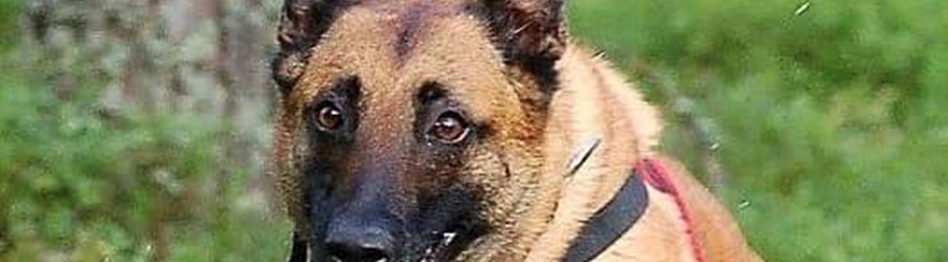 Malinois