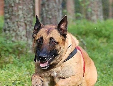 Malinois