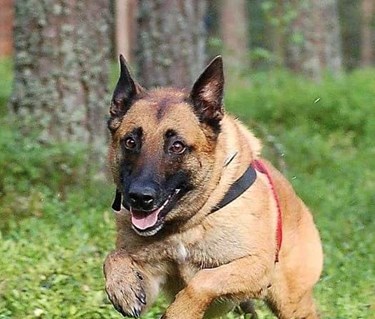 Malinois