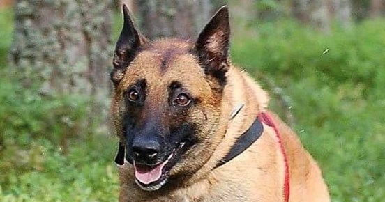 Malinois