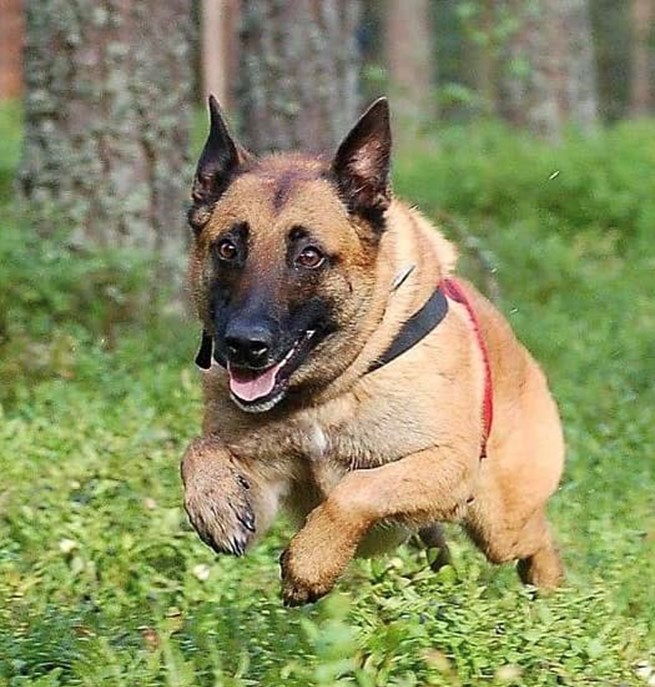 Malinois