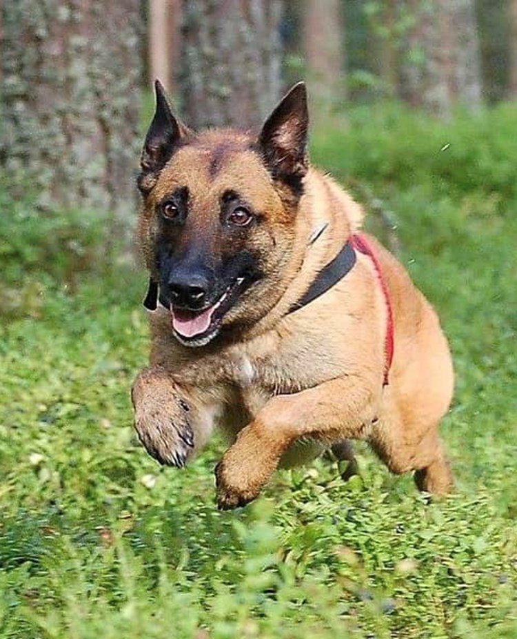 Malinois