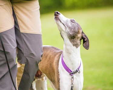 Hund står vid sin människas sida och tittar uppmärksamt uppåt