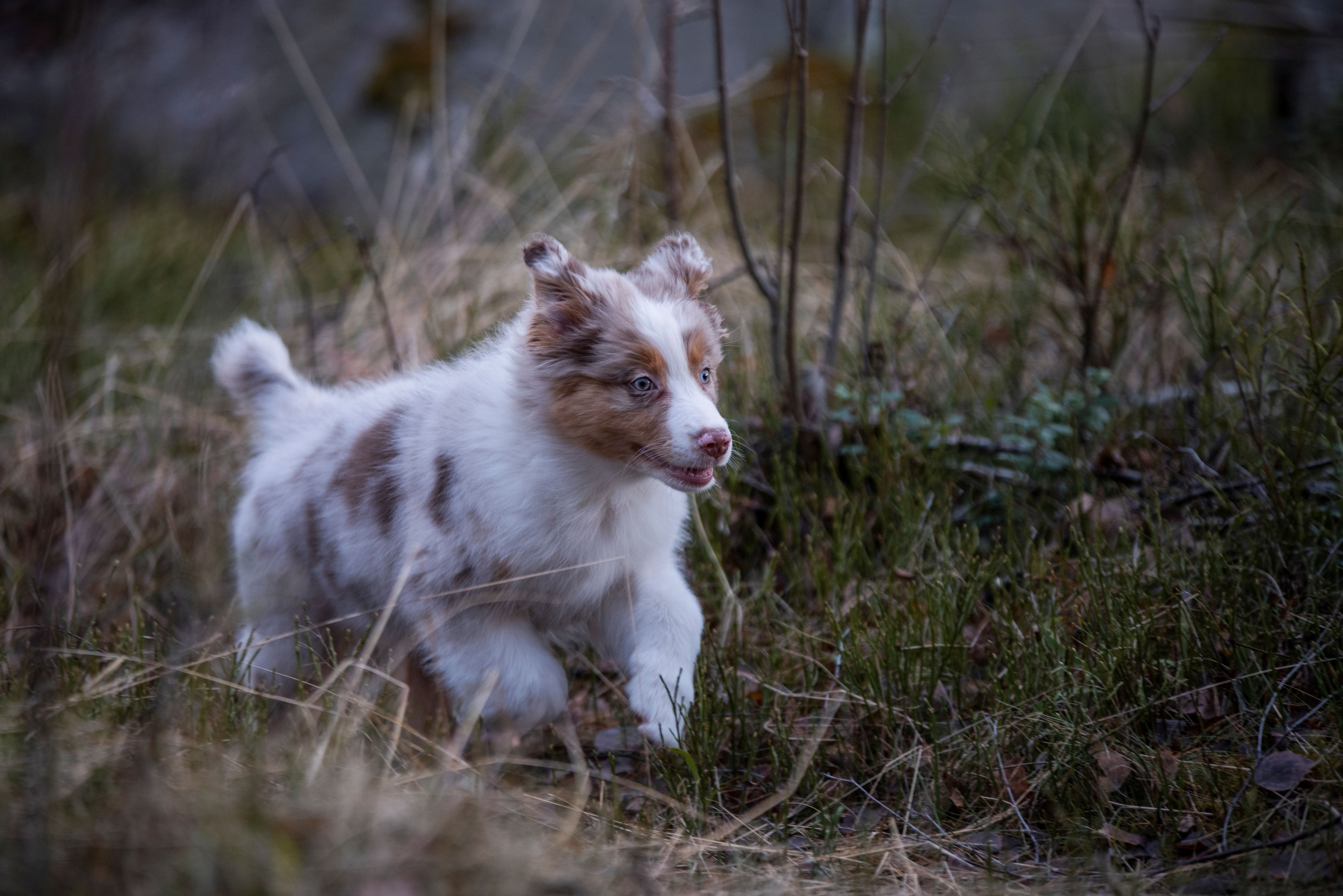 Valpen Candy springer