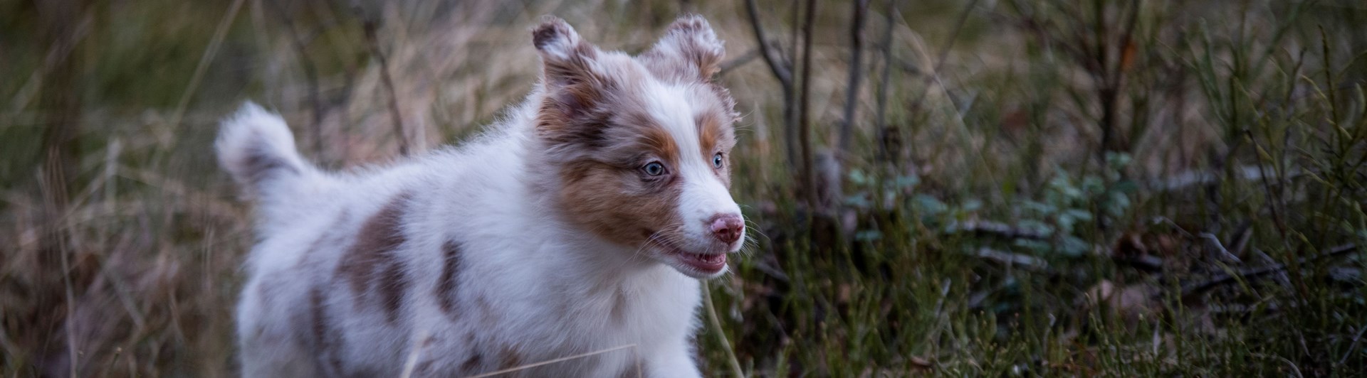 Valpen Candy springer