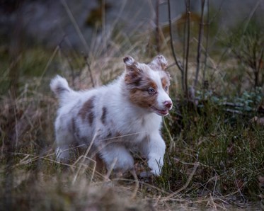 Valpen Candy springer