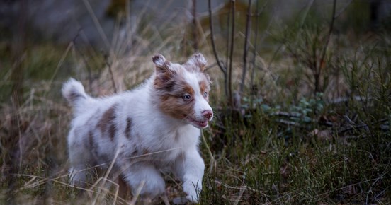 Valpen Candy springer