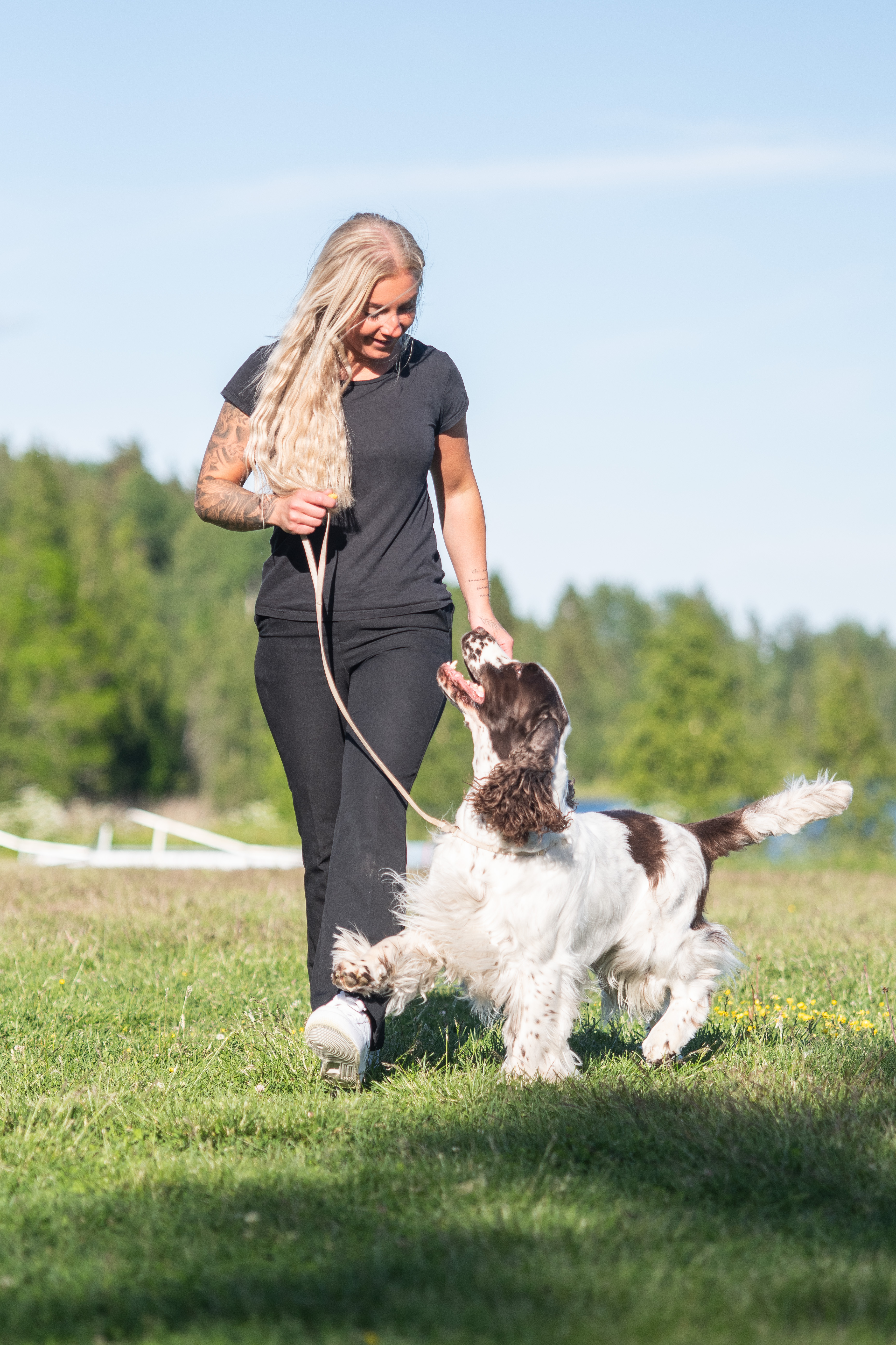 Springer spanieln Harry visas upp av matte Emma