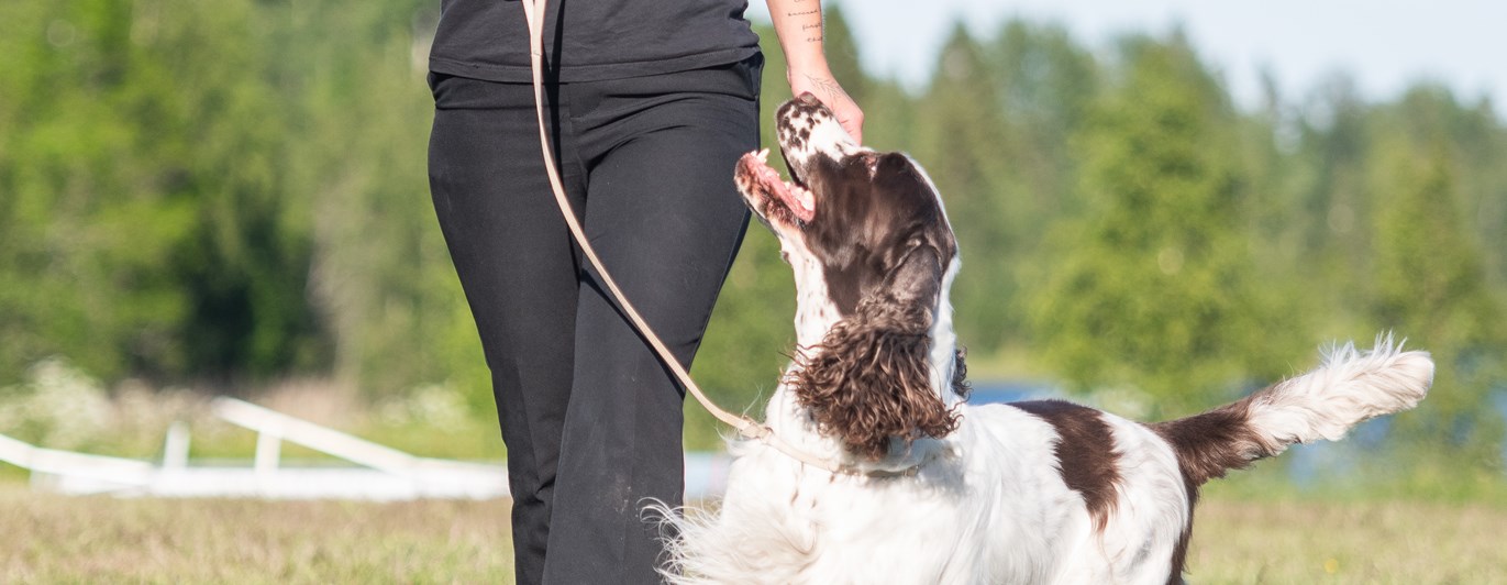 Springer spanieln Harry visas upp av matte Emma