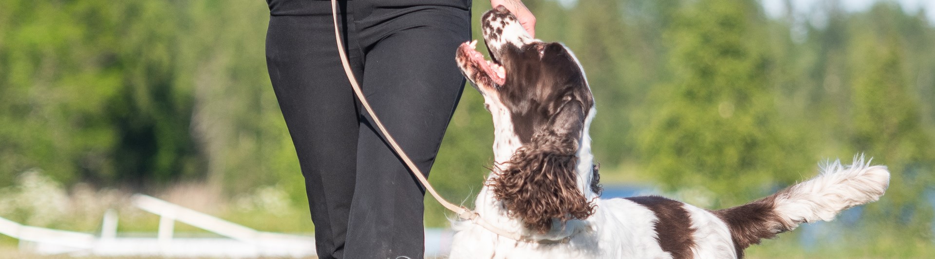 Springer spanieln Harry visas upp av matte Emma