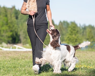Springer spanieln Harry visas upp av matte Emma