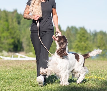 Springer spanieln Harry visas upp av matte Emma