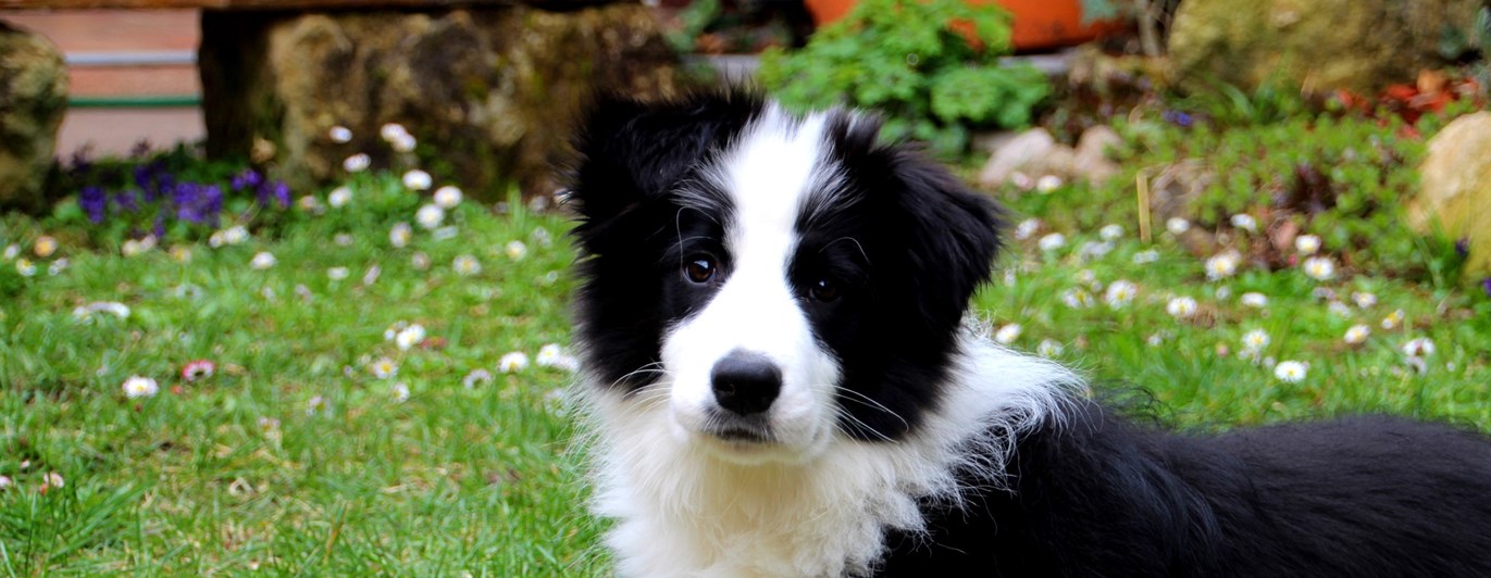 Svart och vit valp med en färgglad leksak