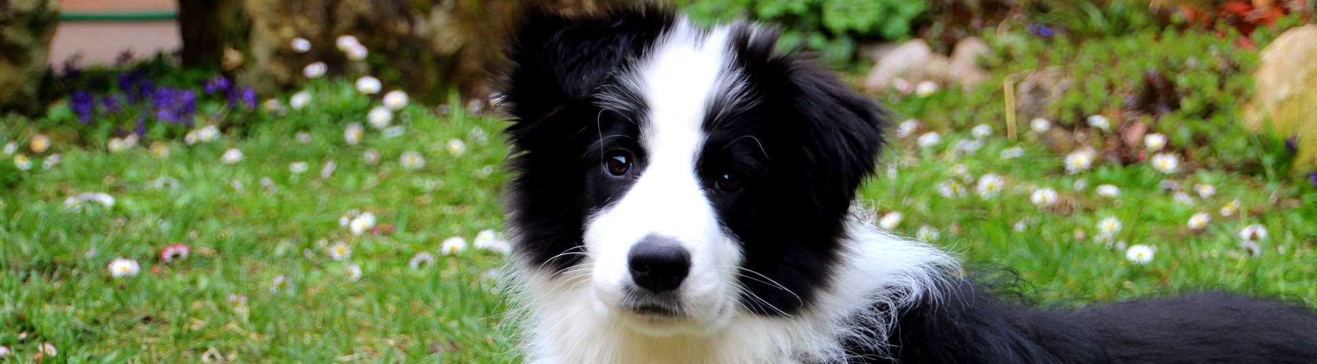 Svart och vit valp med en färgglad leksak