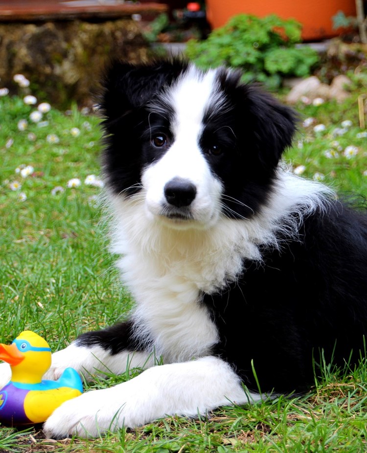 Svart och vit valp med en färgglad leksak