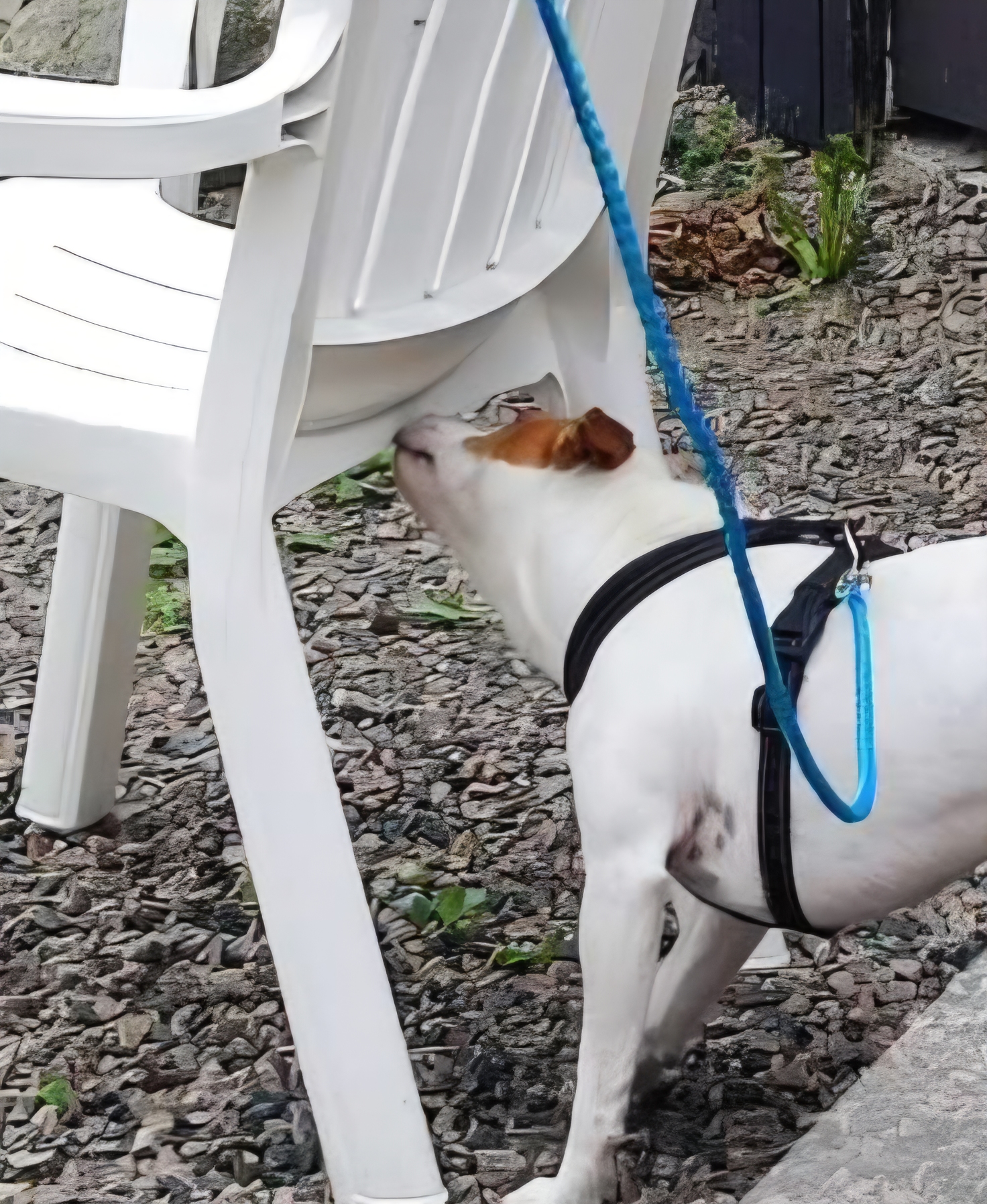 NoseWork