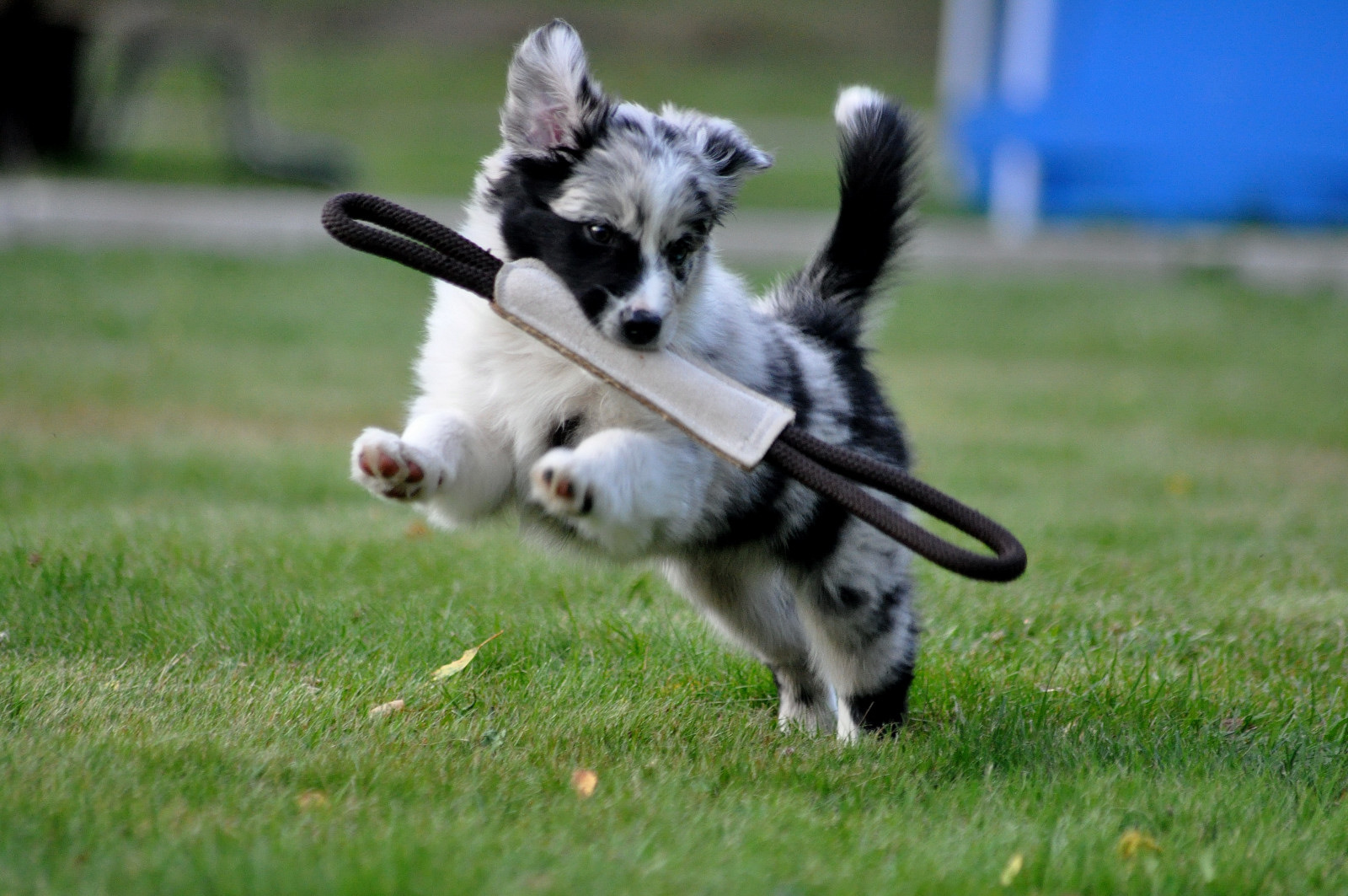 Australian shepherd valp som springer med en kampleksak i munnen