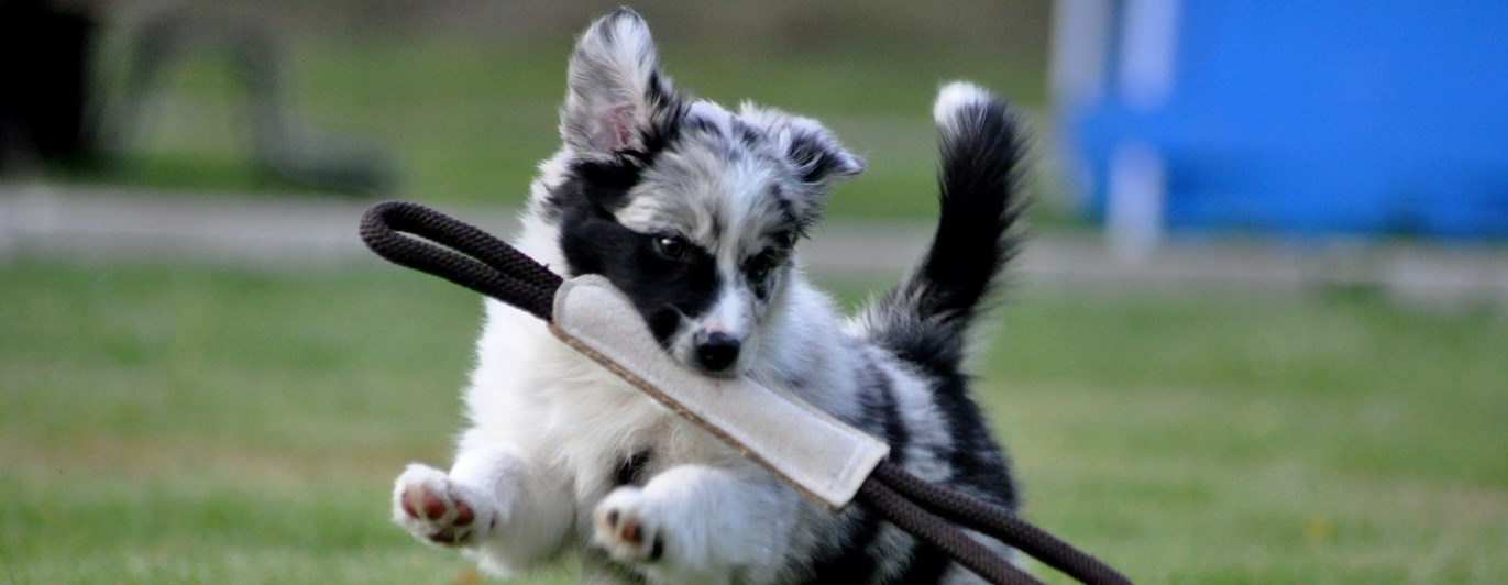 Australian shepherd valp som springer med en kampleksak i munnen