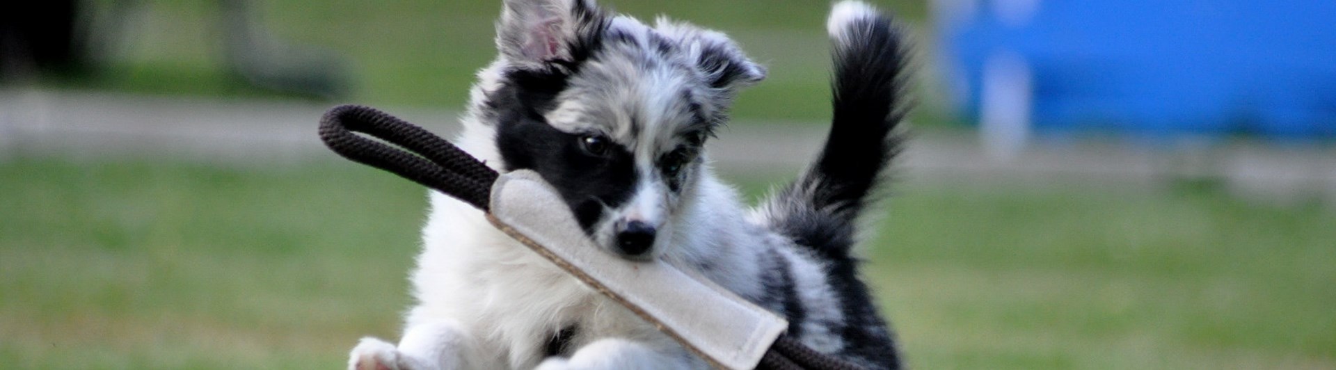 Australian shepherd valp som springer med en kampleksak i munnen
