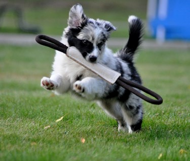 Australian shepherd valp som springer med en kampleksak i munnen