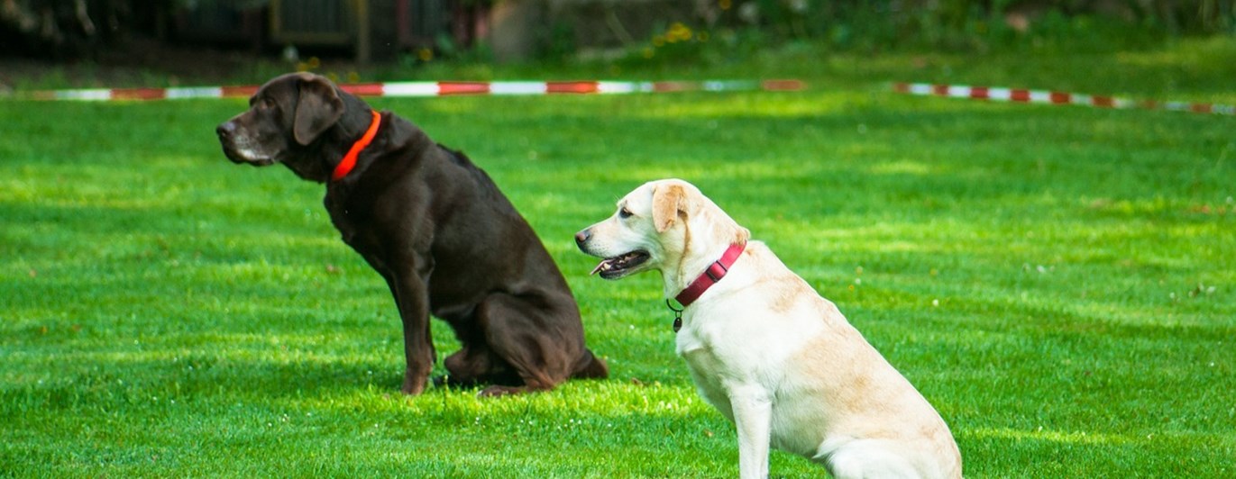 2 hundar tränar lydnad.