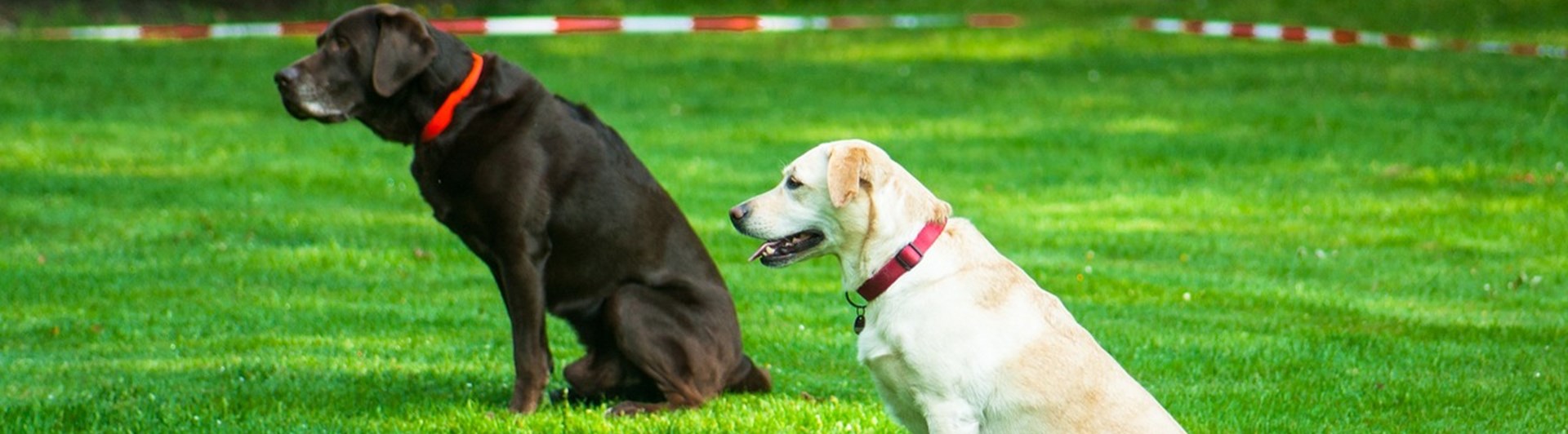 2 hundar tränar lydnad.