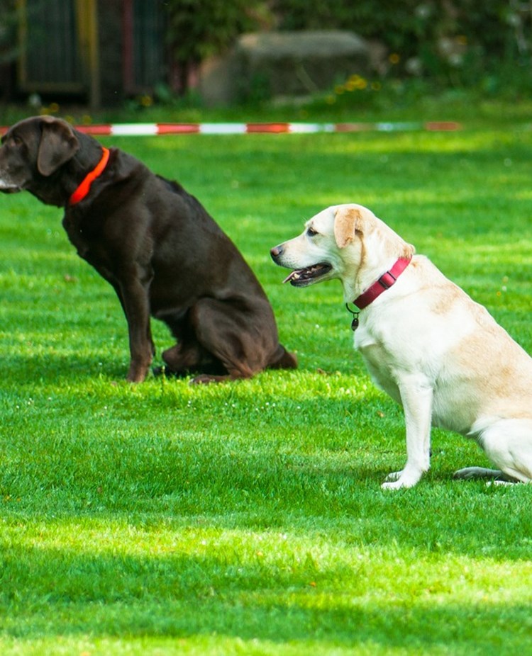 2 hundar tränar lydnad.