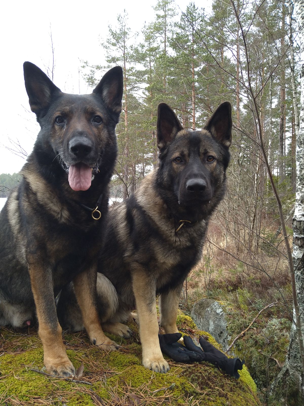 Två schäfrar som sitter på en sten