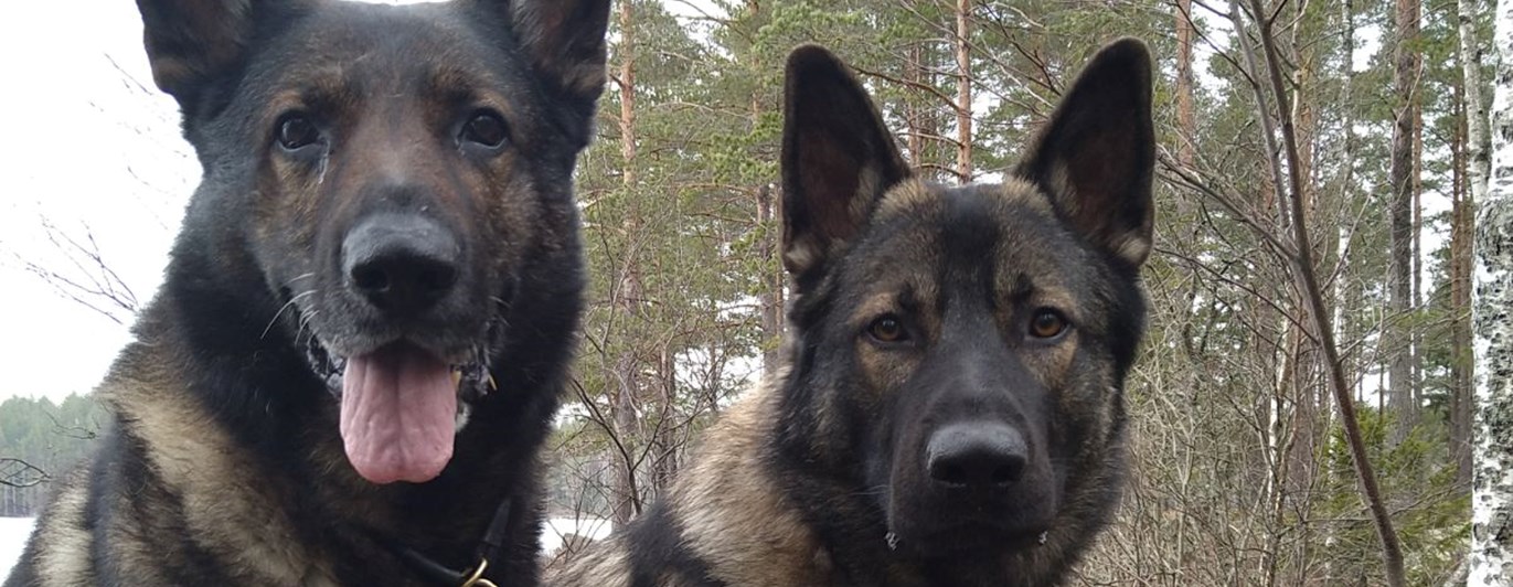 Två schäfrar som sitter på en sten