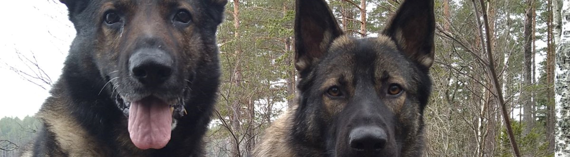 Två schäfrar som sitter på en sten