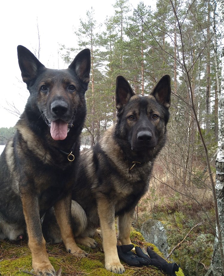 Två schäfrar som sitter på en sten