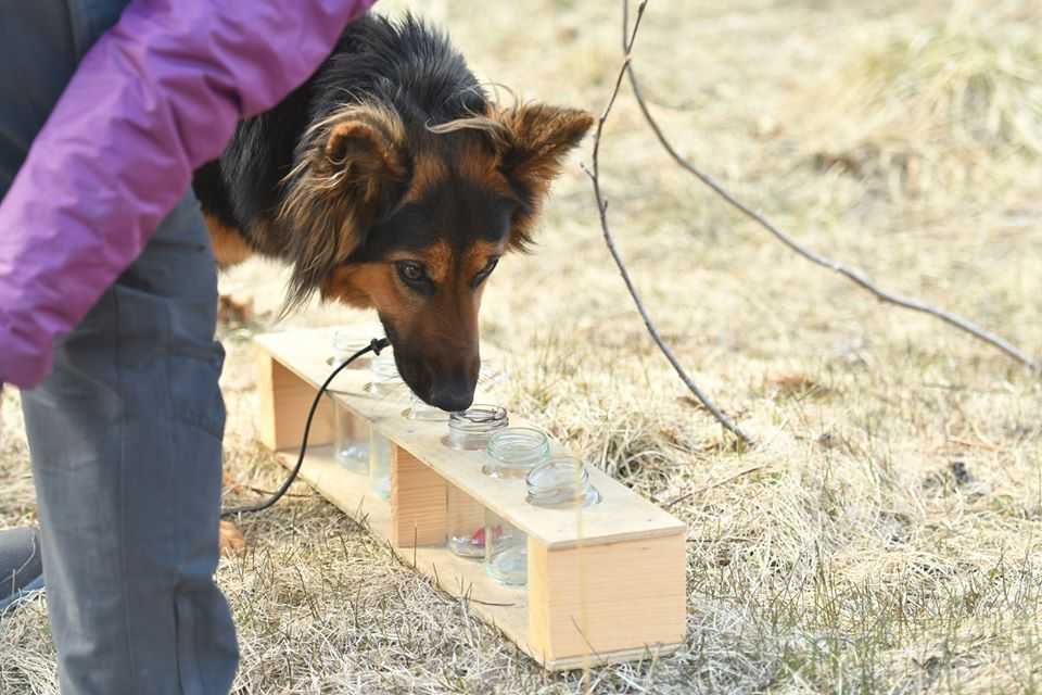 Hund nosar på en urvalsbana.
