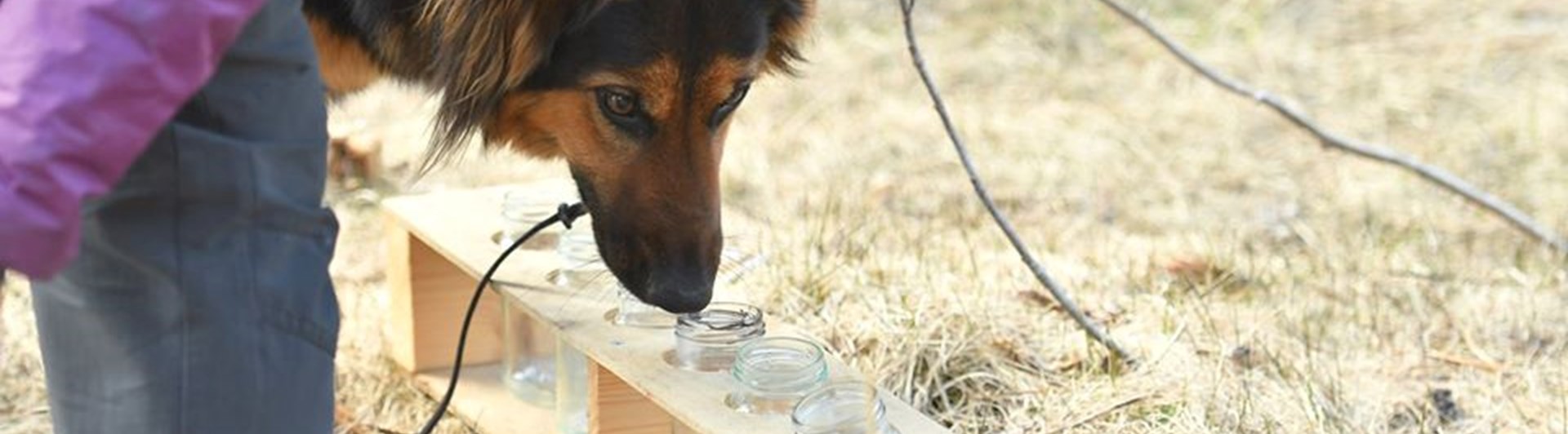 Hund nosar på en urvalsbana.