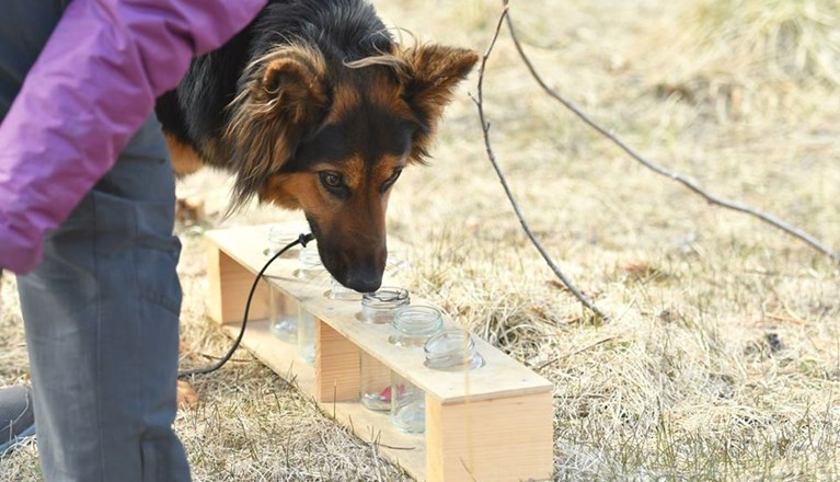 Hund nosar på en urvalsbana.