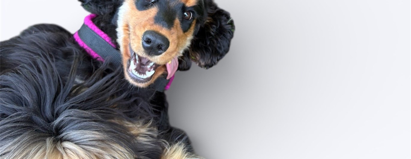 En engelsk cockerspaniel som ligger på rygg och ser rolig ut