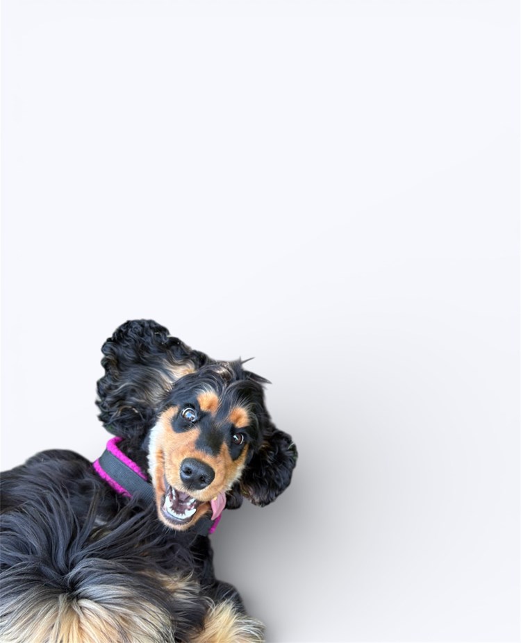 En engelsk cockerspaniel som ligger på rygg och ser rolig ut