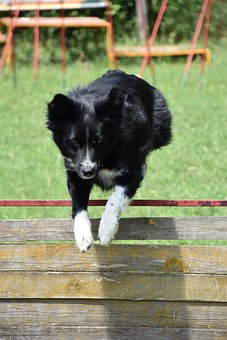 Border collie hoppar