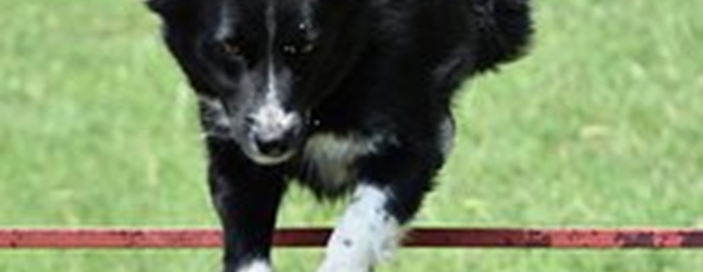 Border collie hoppar