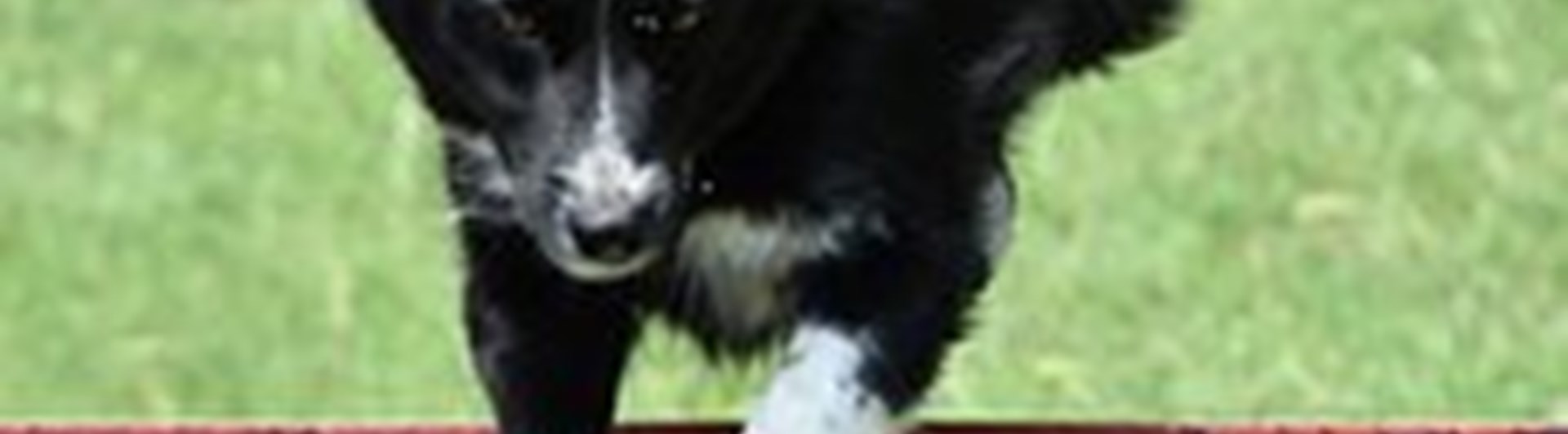 Border collie hoppar