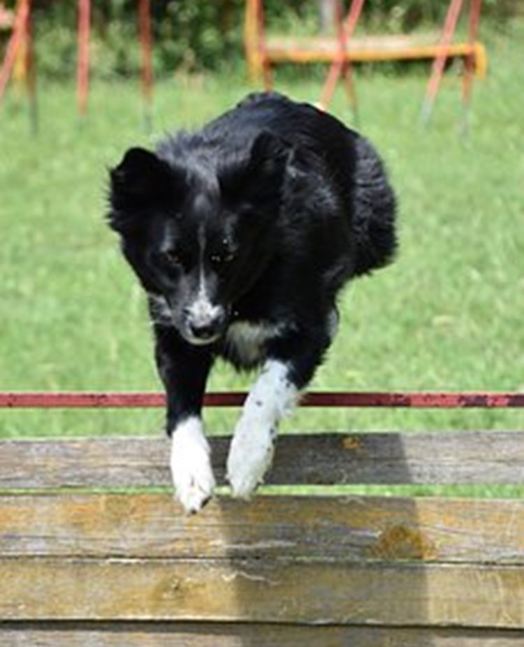 Border collie hoppar