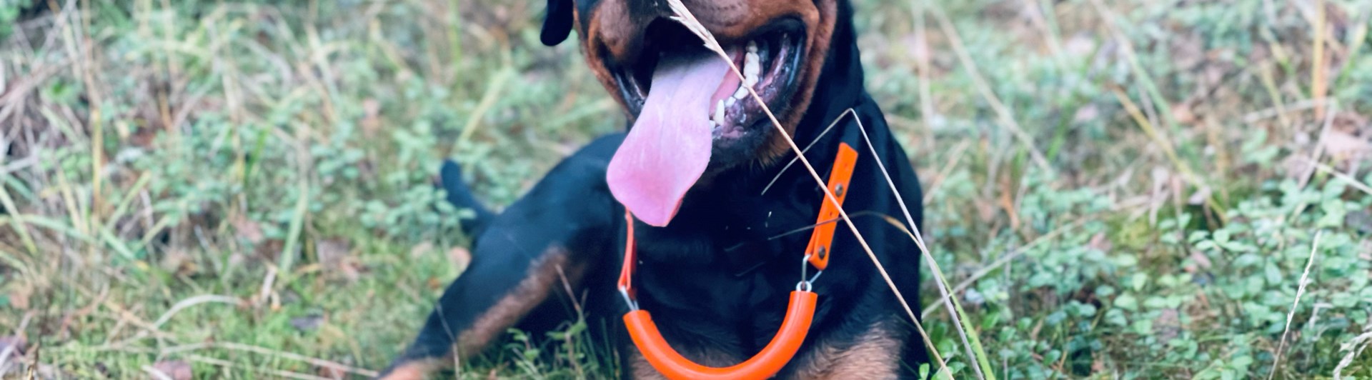 Rottis Foto: Lotta Wiklander